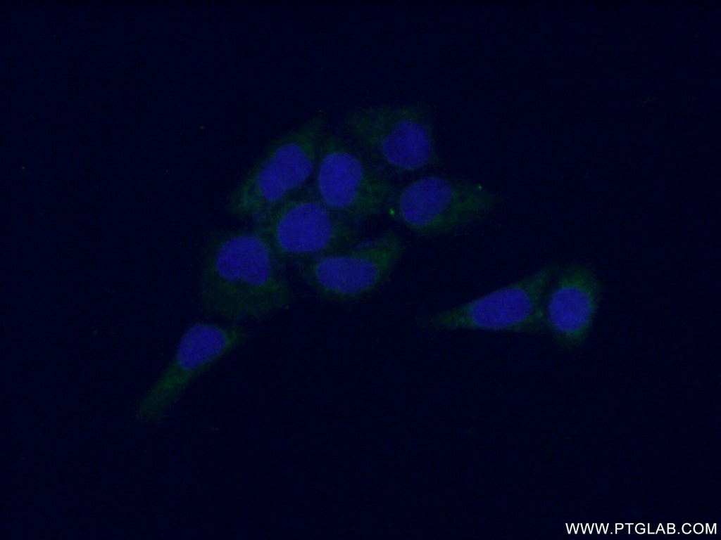 NCF4 Polyclonal antibody