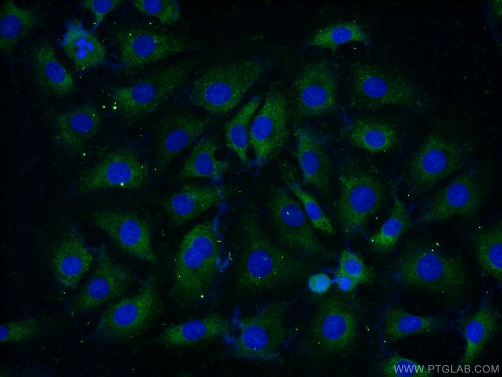 RPL37A Polyclonal antibody