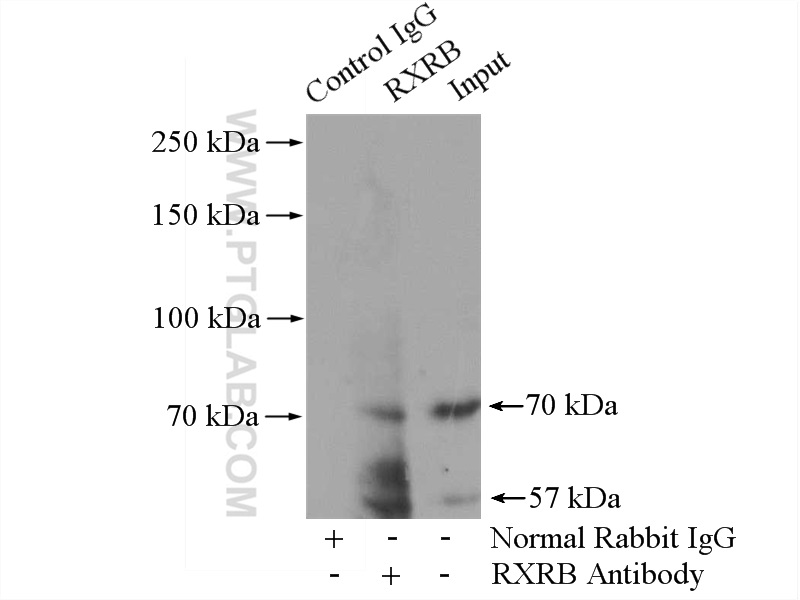 RXRB Polyclonal antibody