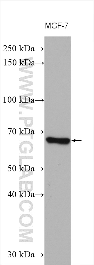 VANGL1 Polyclonal antibody