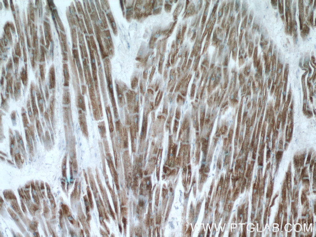 C14orf2 Polyclonal antibody