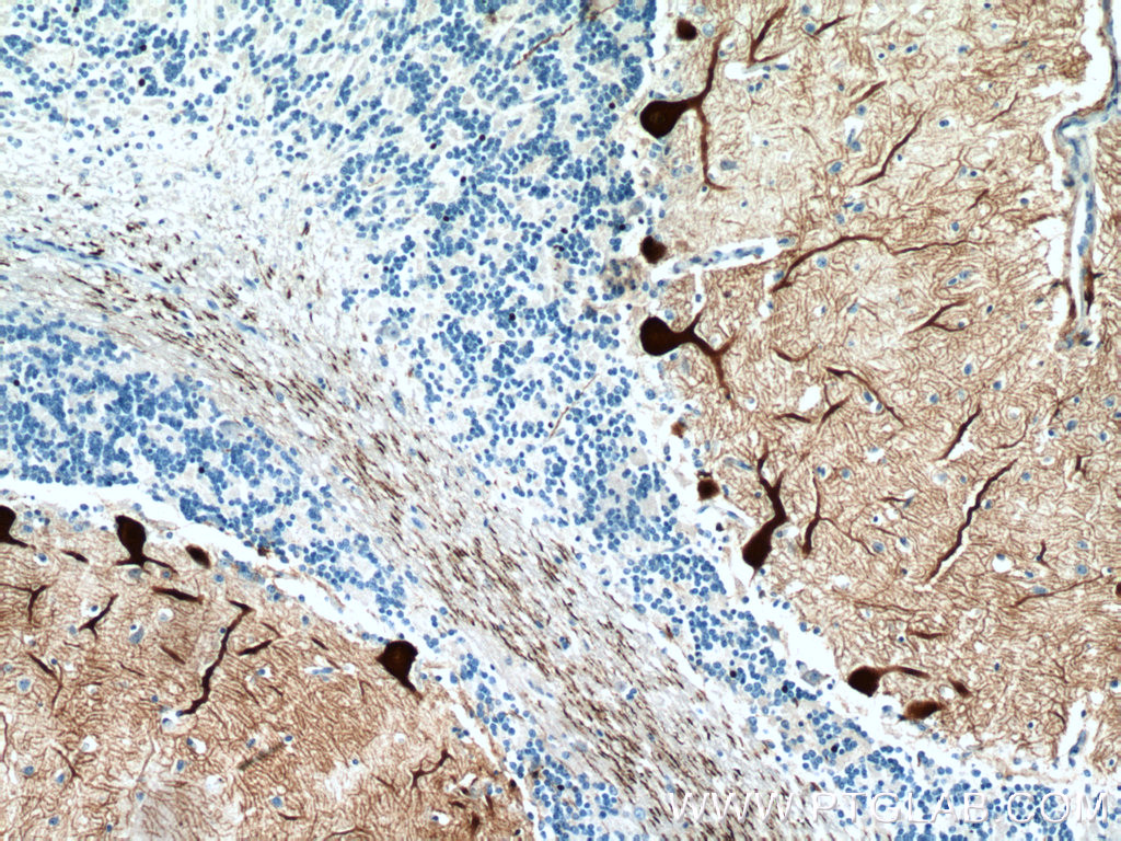 PCP4 Polyclonal antibody