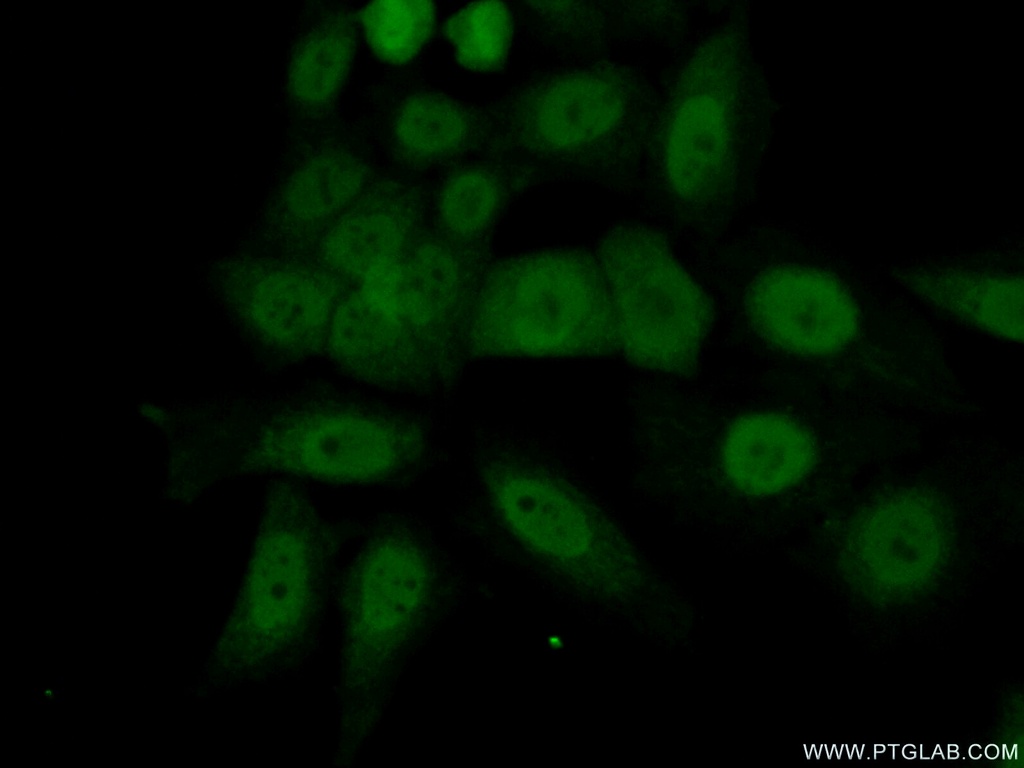 MORF4L2 Polyclonal antibody