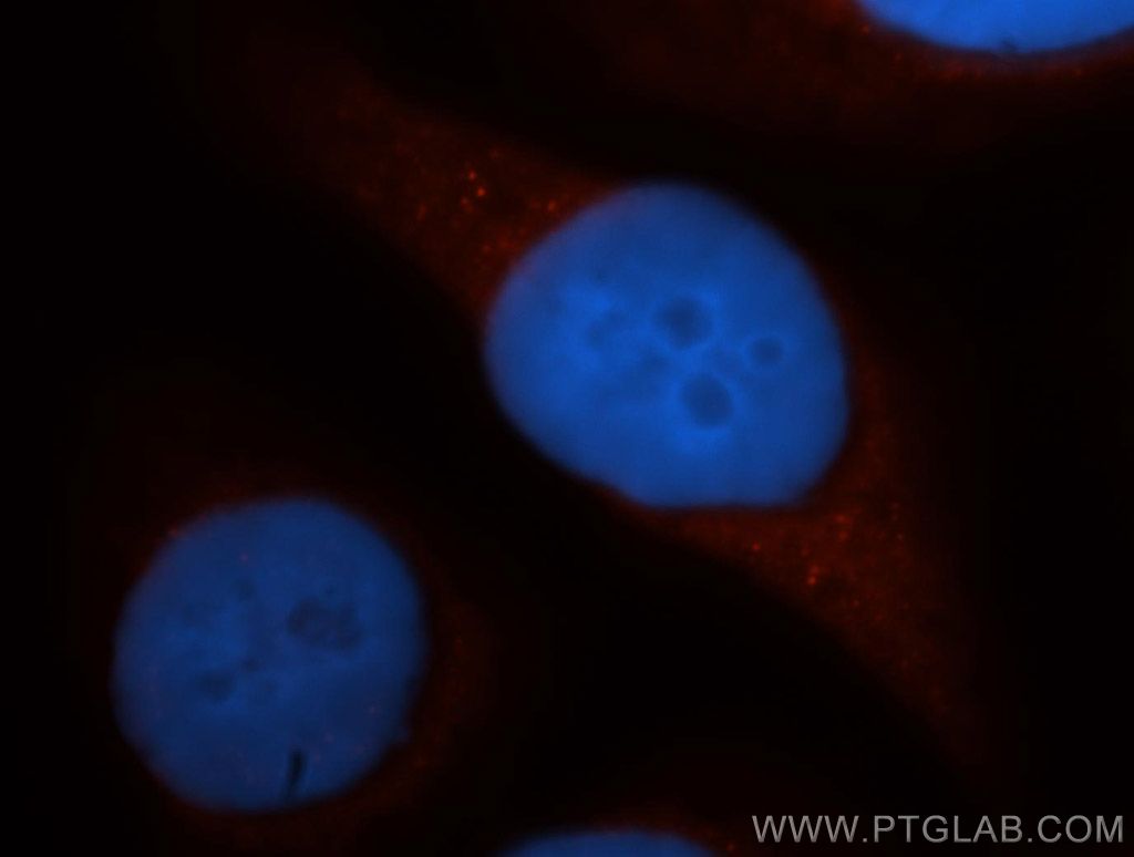 DAPP1 Polyclonal antibody