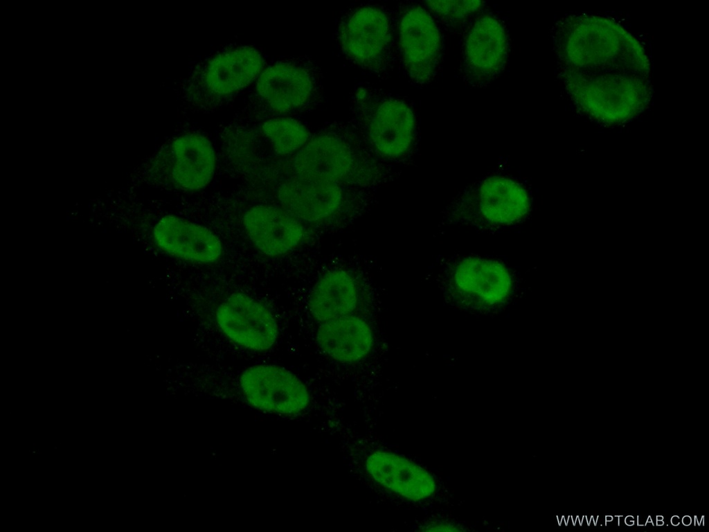 GPKOW Polyclonal antibody