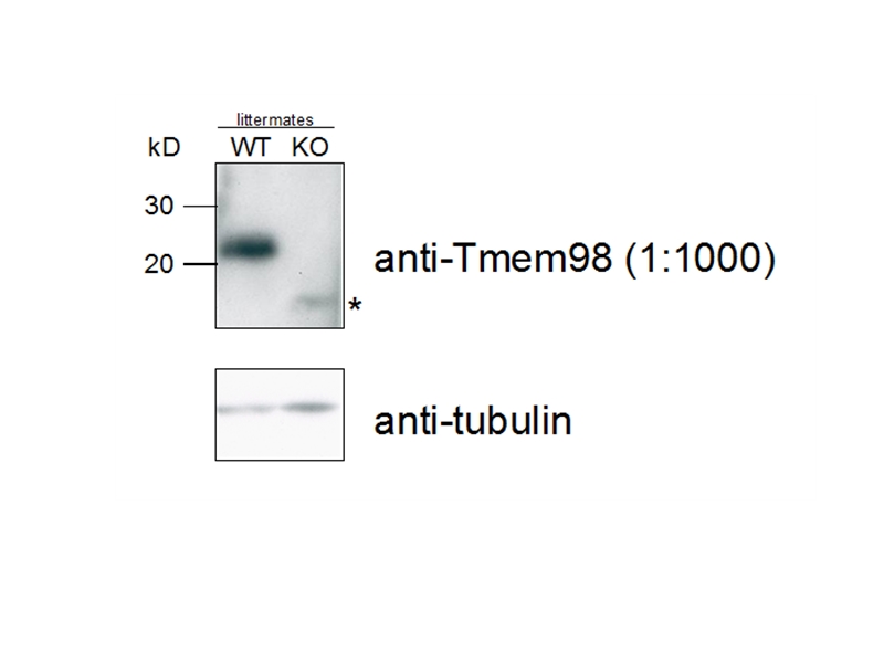TMEM98 Polyclonal antibody