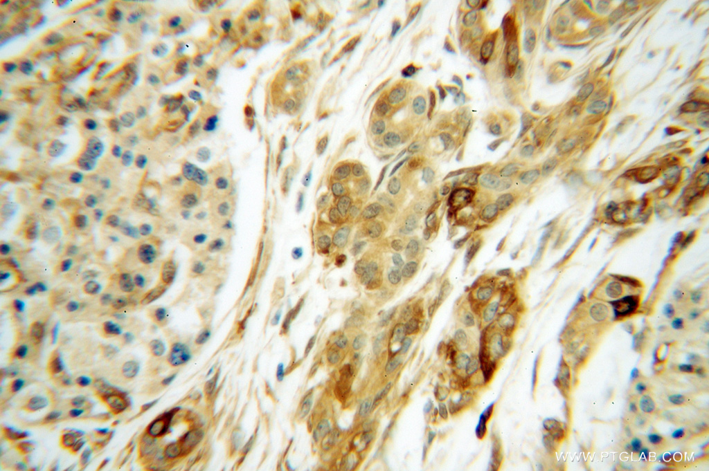 RPS28 Polyclonal antibody