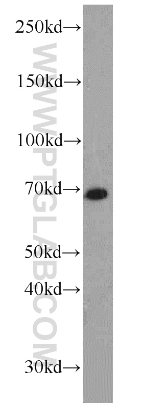 NOL4 Polyclonal antibody