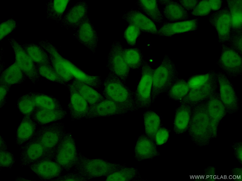 DCUN1D5 Polyclonal antibody