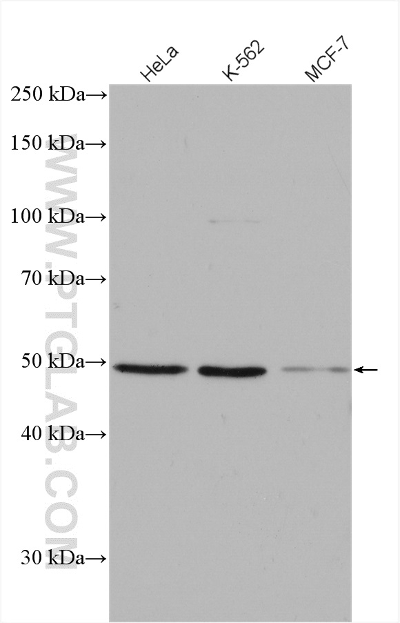 Phospho-Gsk3b (Ser389) Polyclonal antibody