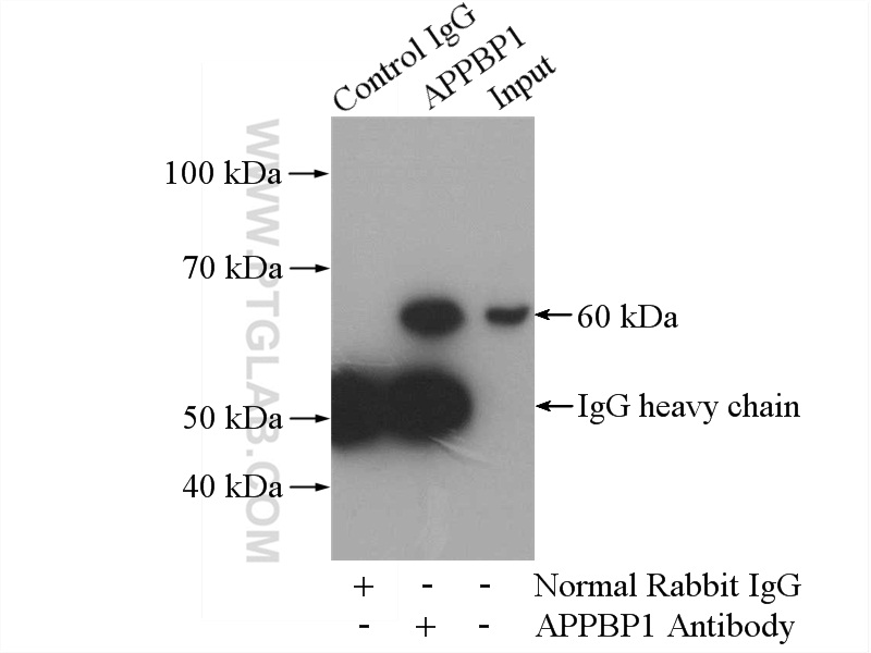 APPBP1 Polyclonal antibody