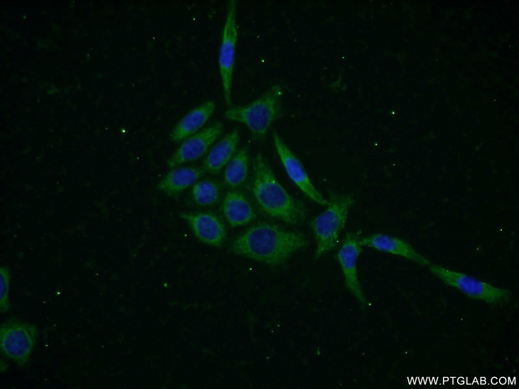 KLHL12 Polyclonal antibody