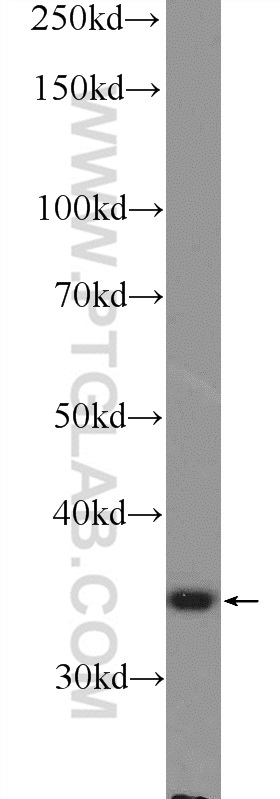 NGRN Polyclonal antibody