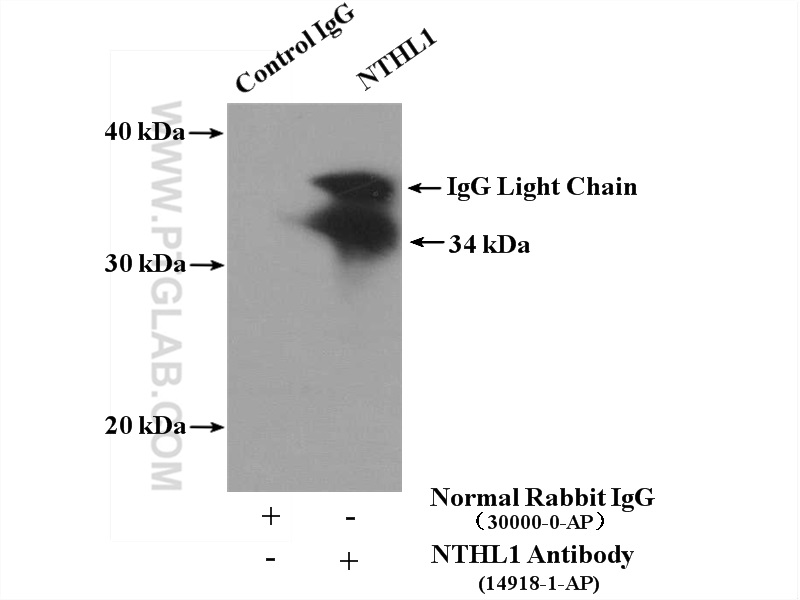 NTHL1 Polyclonal antibody