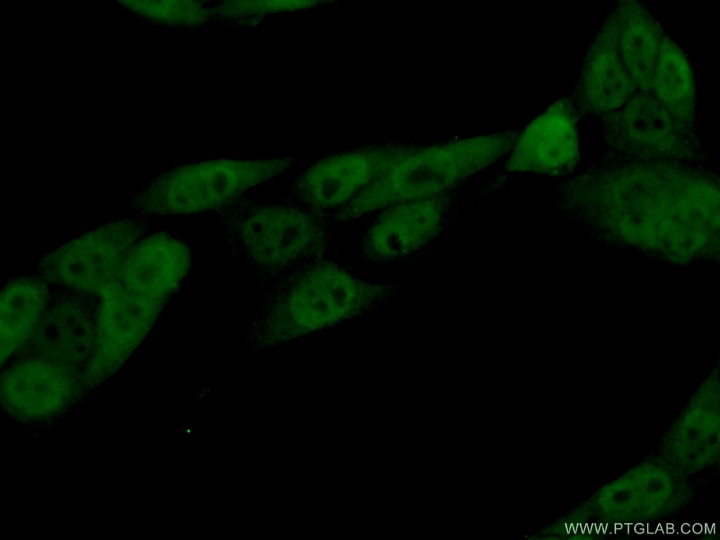 HNRNPF Polyclonal antibody