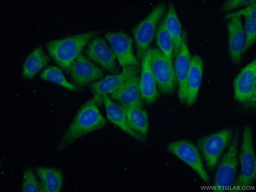 RPL39 Polyclonal antibody