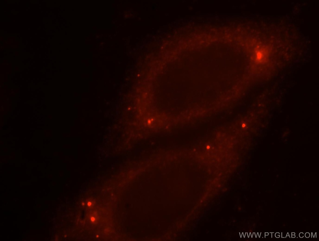 OSGEP Polyclonal antibody