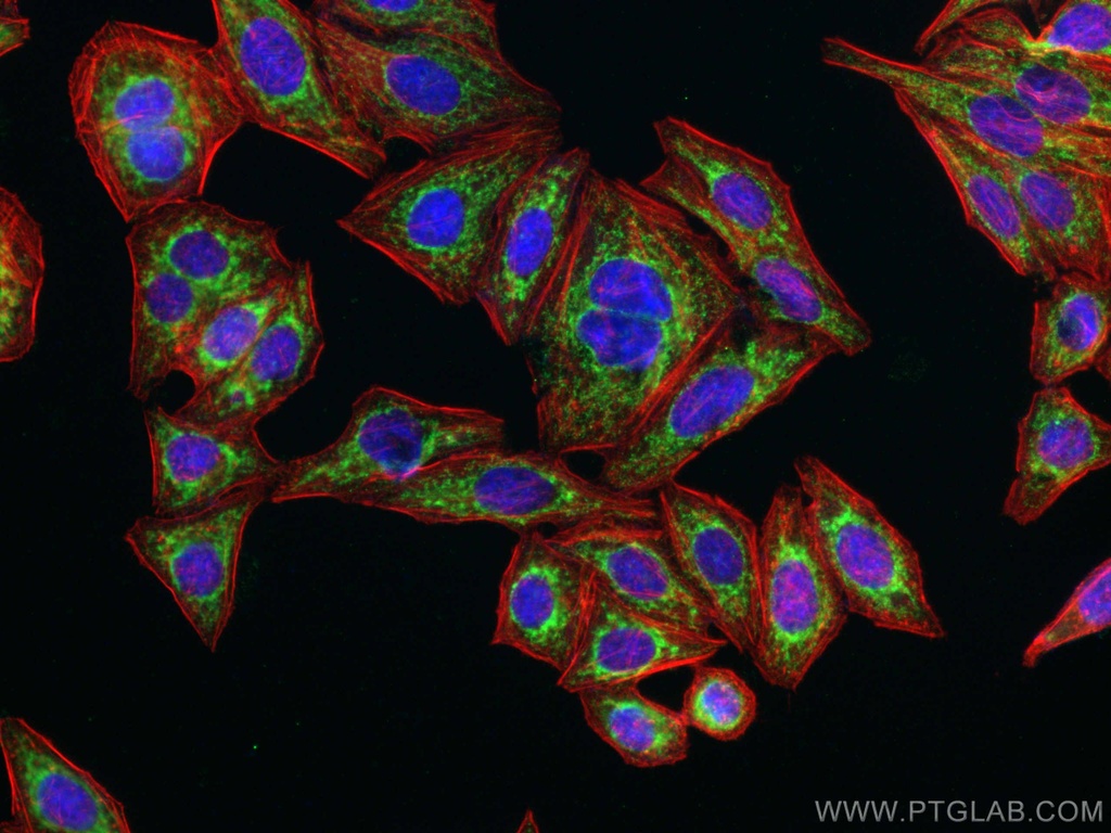 NDUFS3 Polyclonal antibody