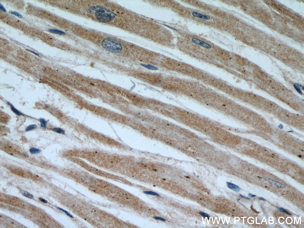 NUDT9 Polyclonal antibody