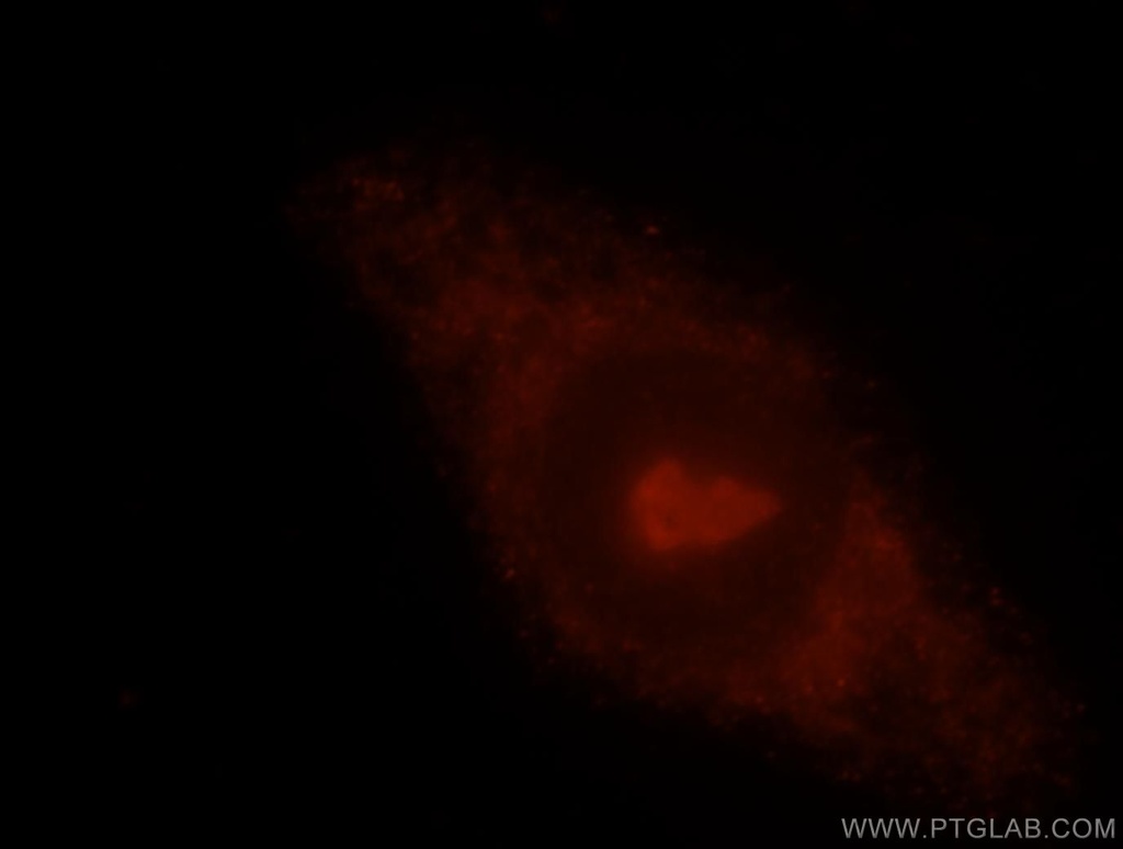 PDAP1 Polyclonal antibody