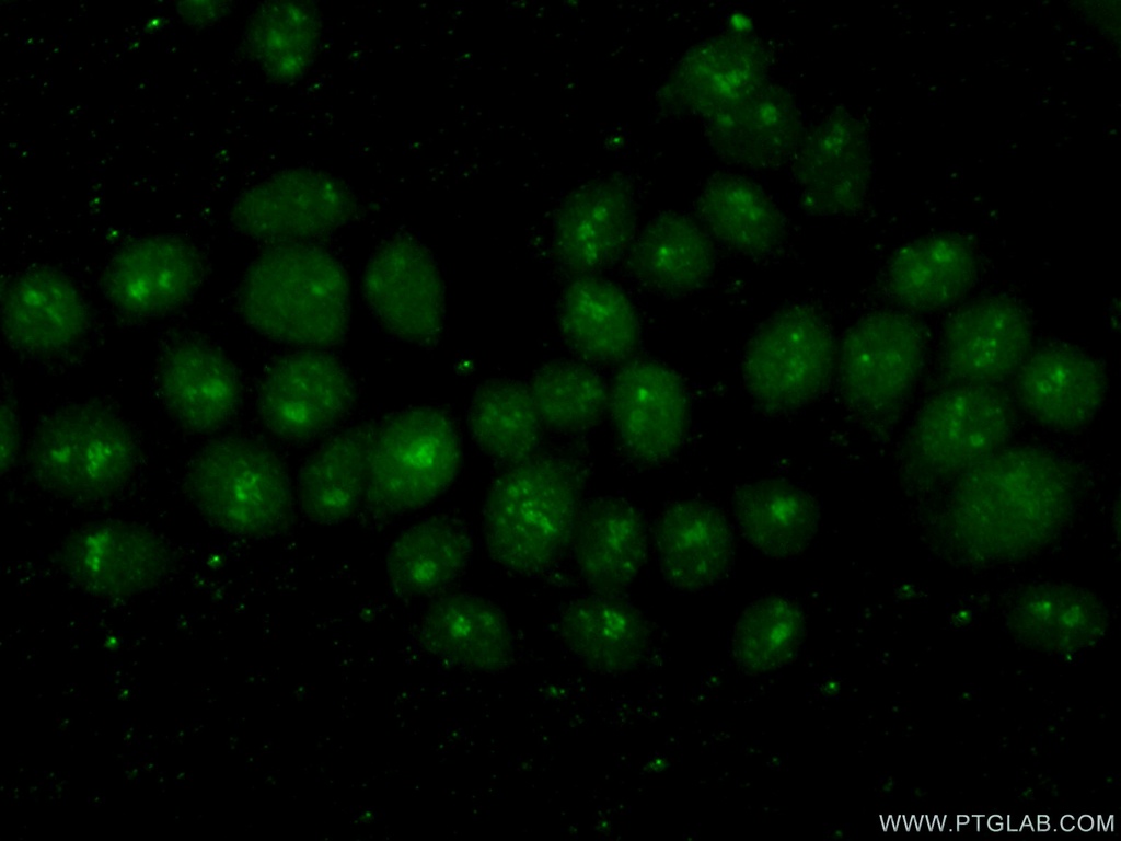POLR2H Polyclonal antibody