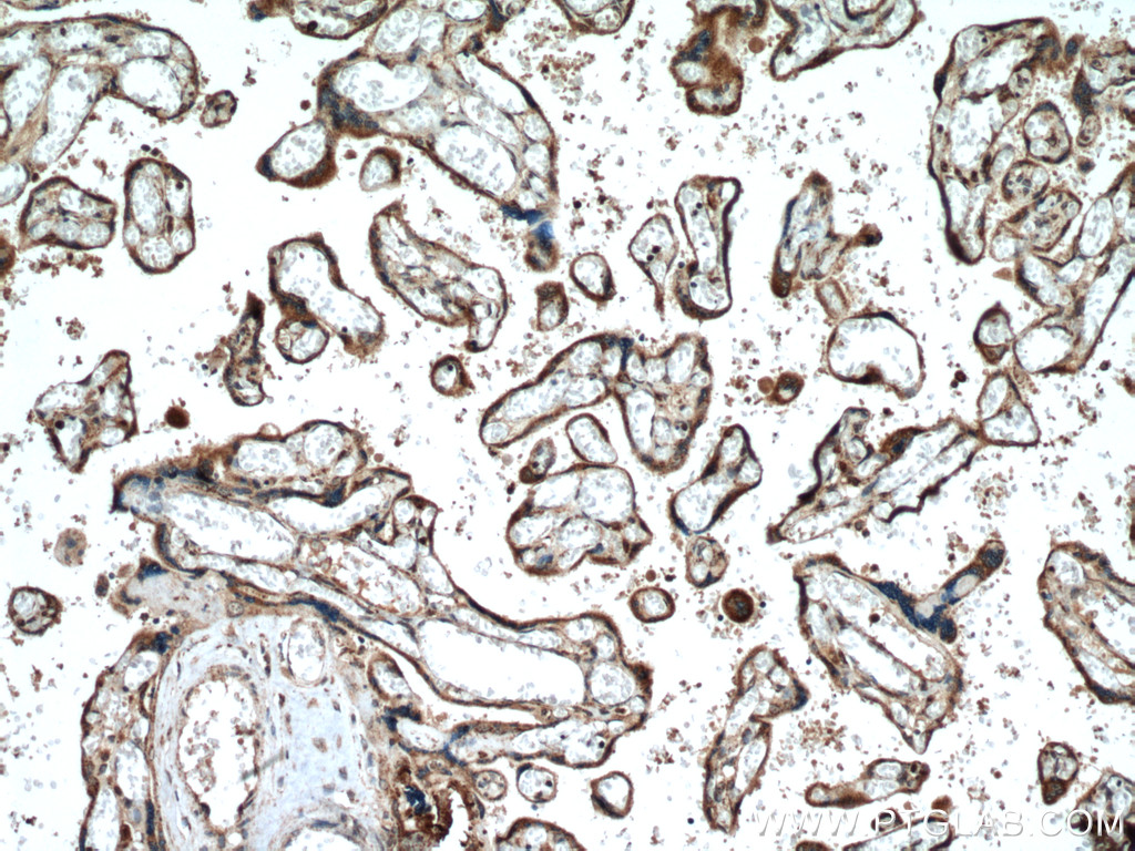 PCSK4 Polyclonal antibody