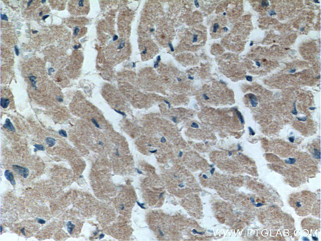 FKBP1B Polyclonal antibody