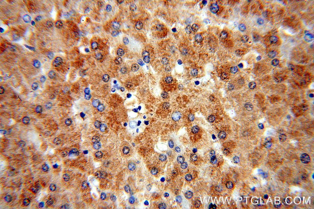 OGG1 Polyclonal antibody