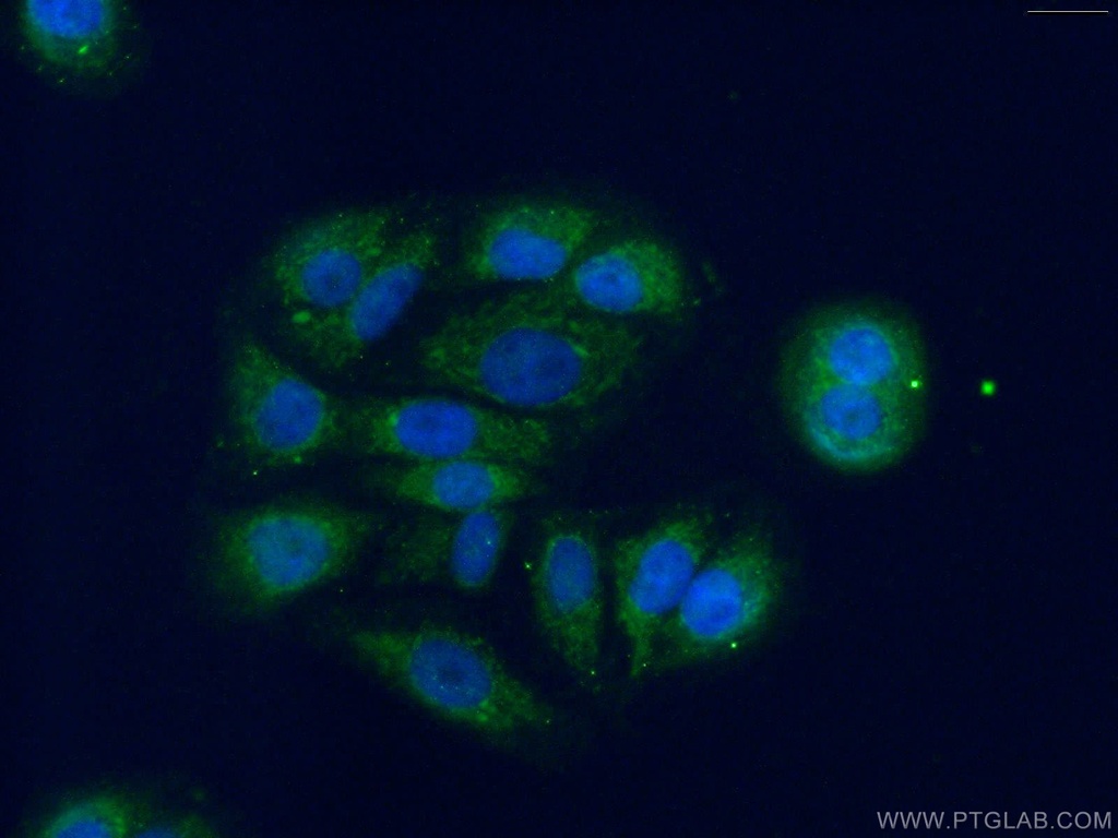 DHRS9 Polyclonal antibody