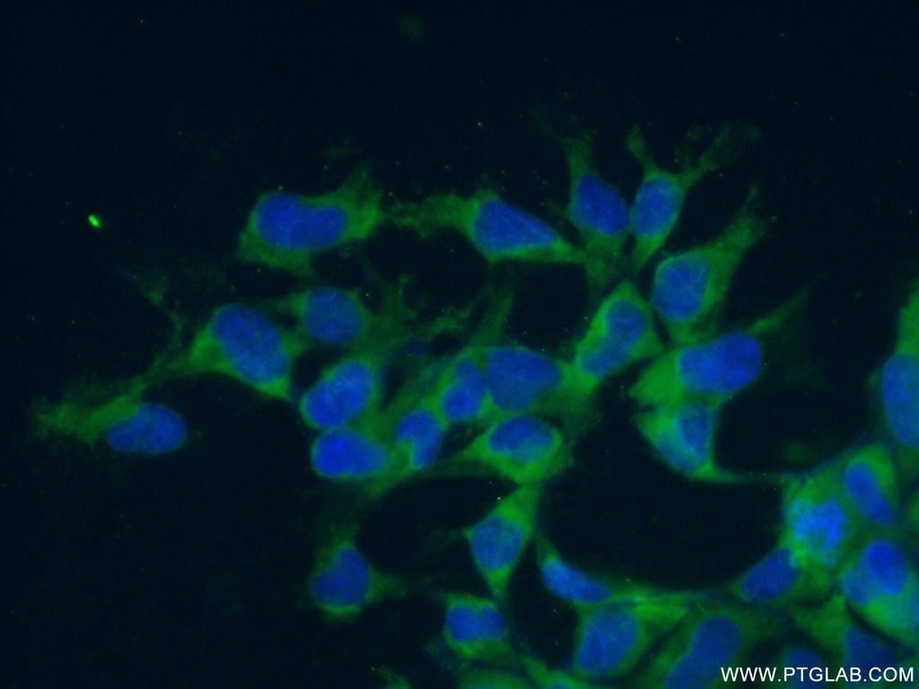 RPL7 Polyclonal antibody