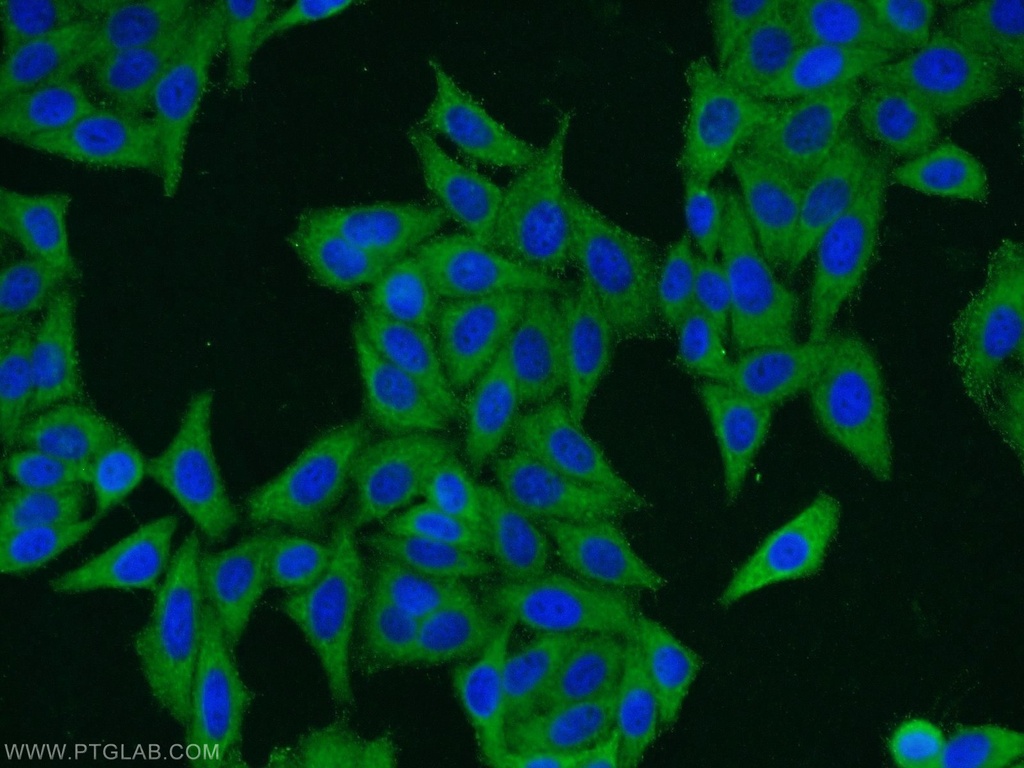 ERI1 Polyclonal antibody