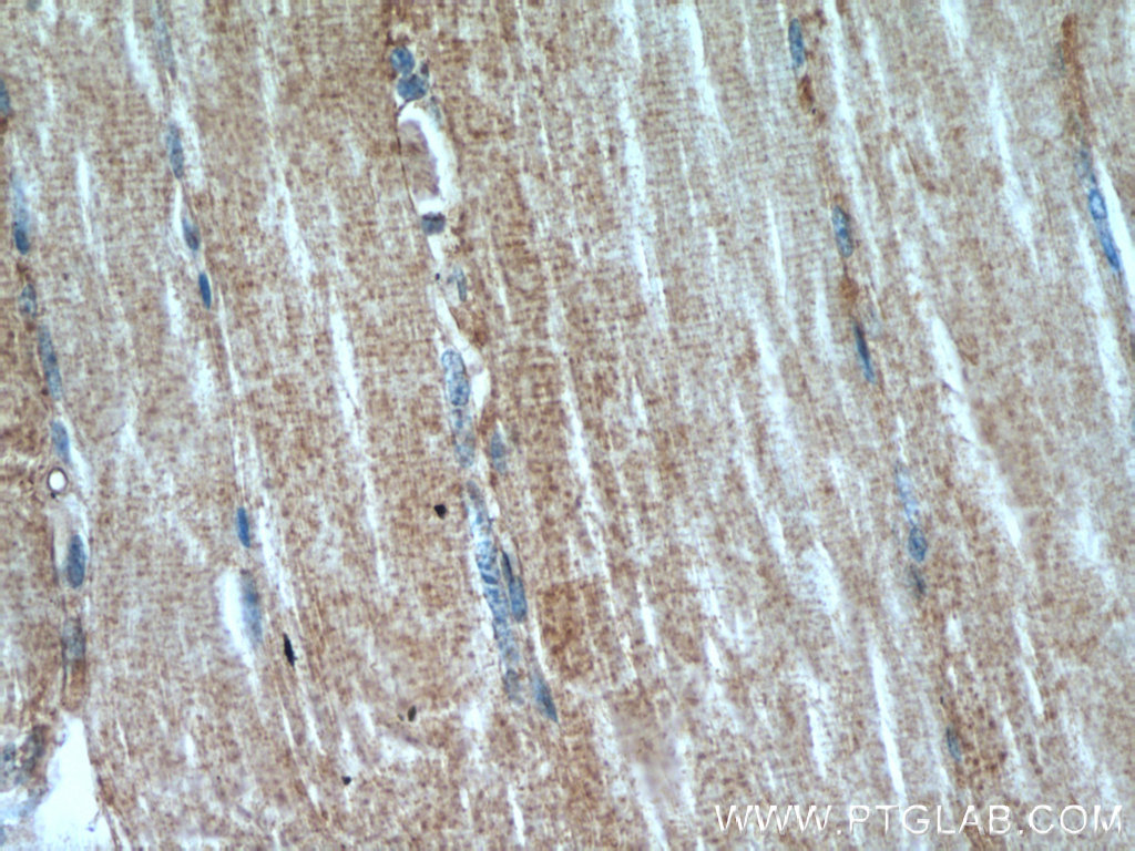 MAP4K3 Polyclonal antibody