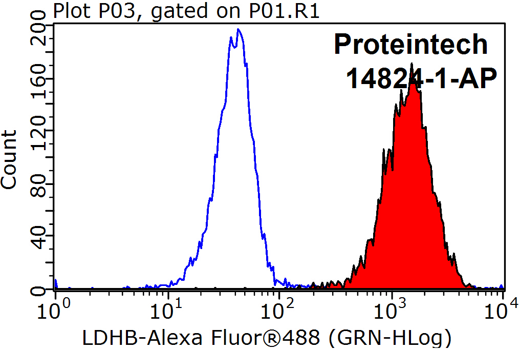 LDHB Polyclonal antibody