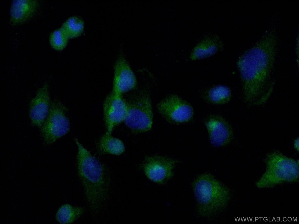 FADD Polyclonal antibody