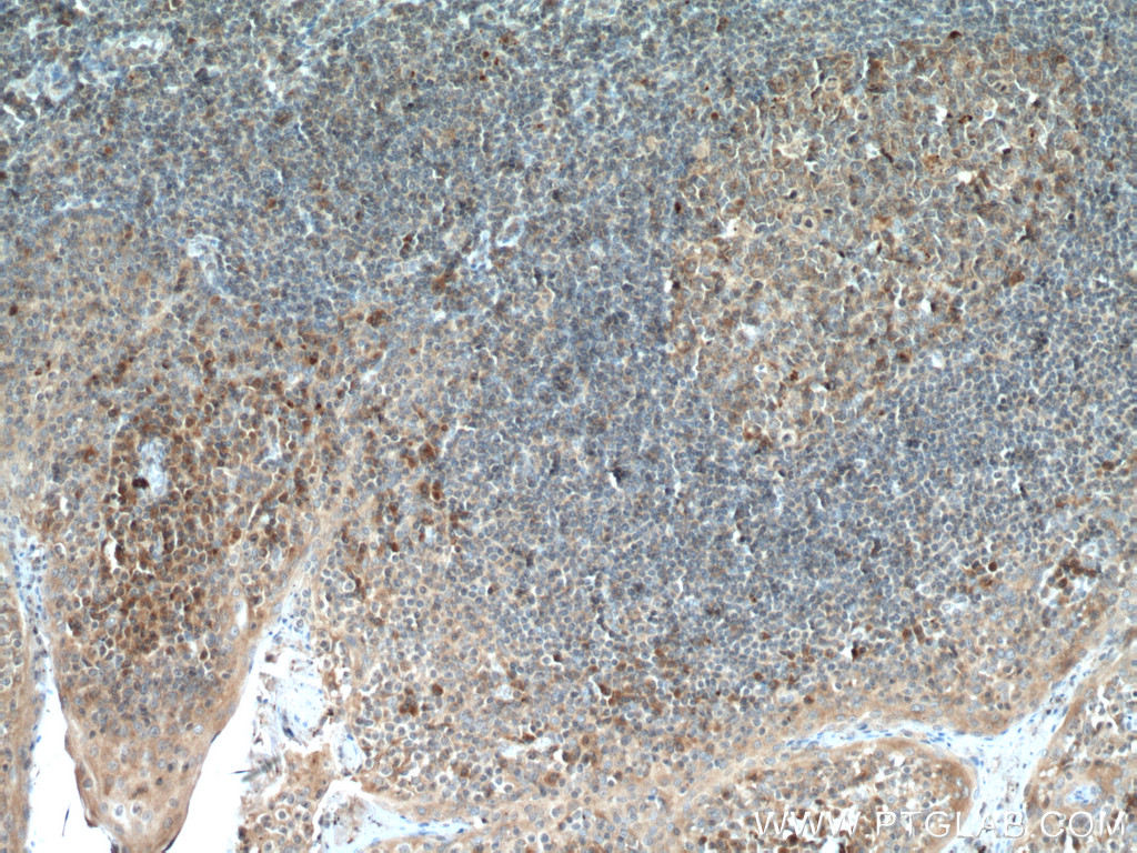 ICOSLG Polyclonal antibody