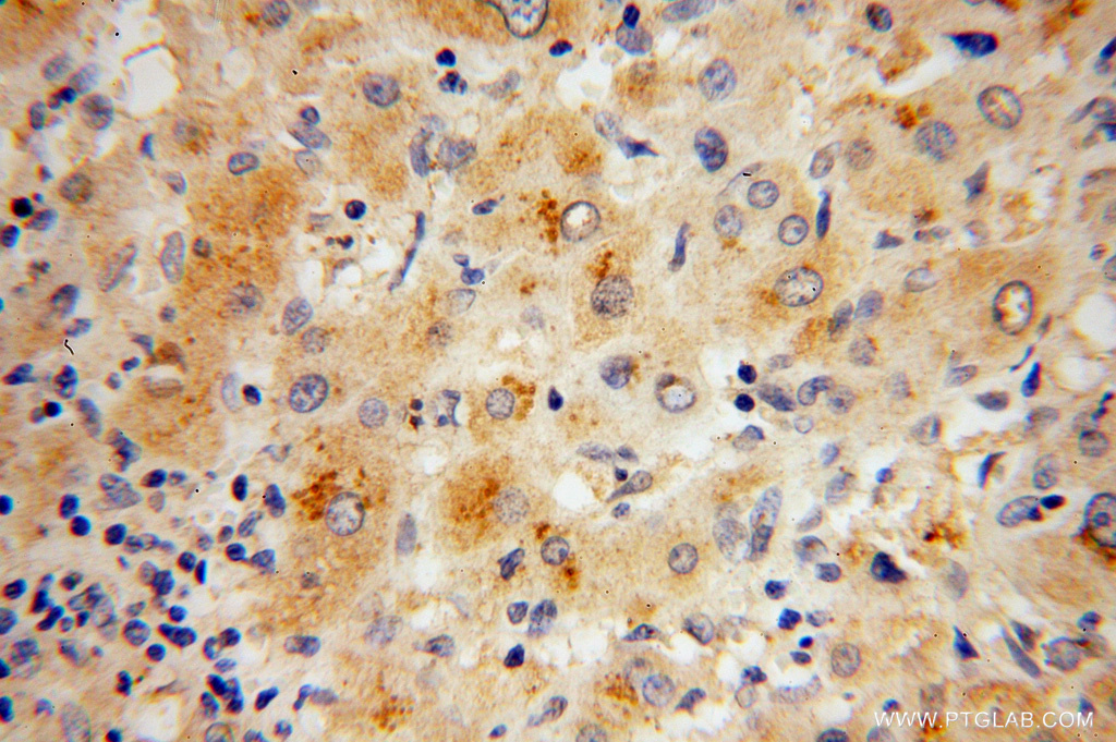 RPL27 Polyclonal antibody