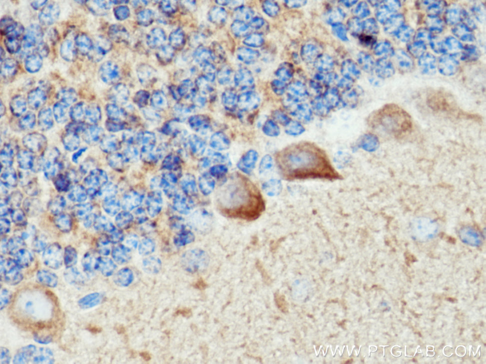 RTN1 (Isoform RTN1-C) Polyclonal antibody