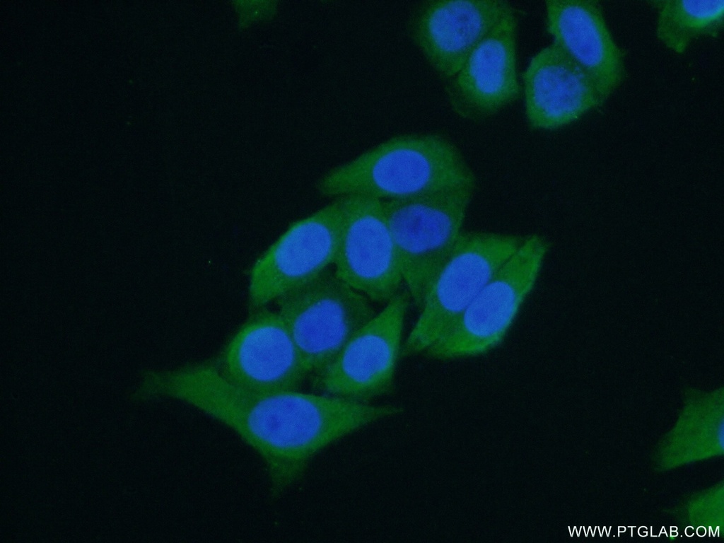 PCBP2 Polyclonal antibody