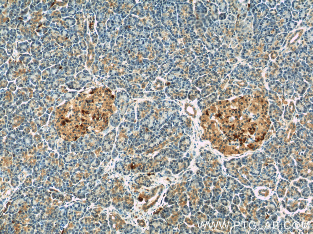 COL4A3BP Polyclonal antibody