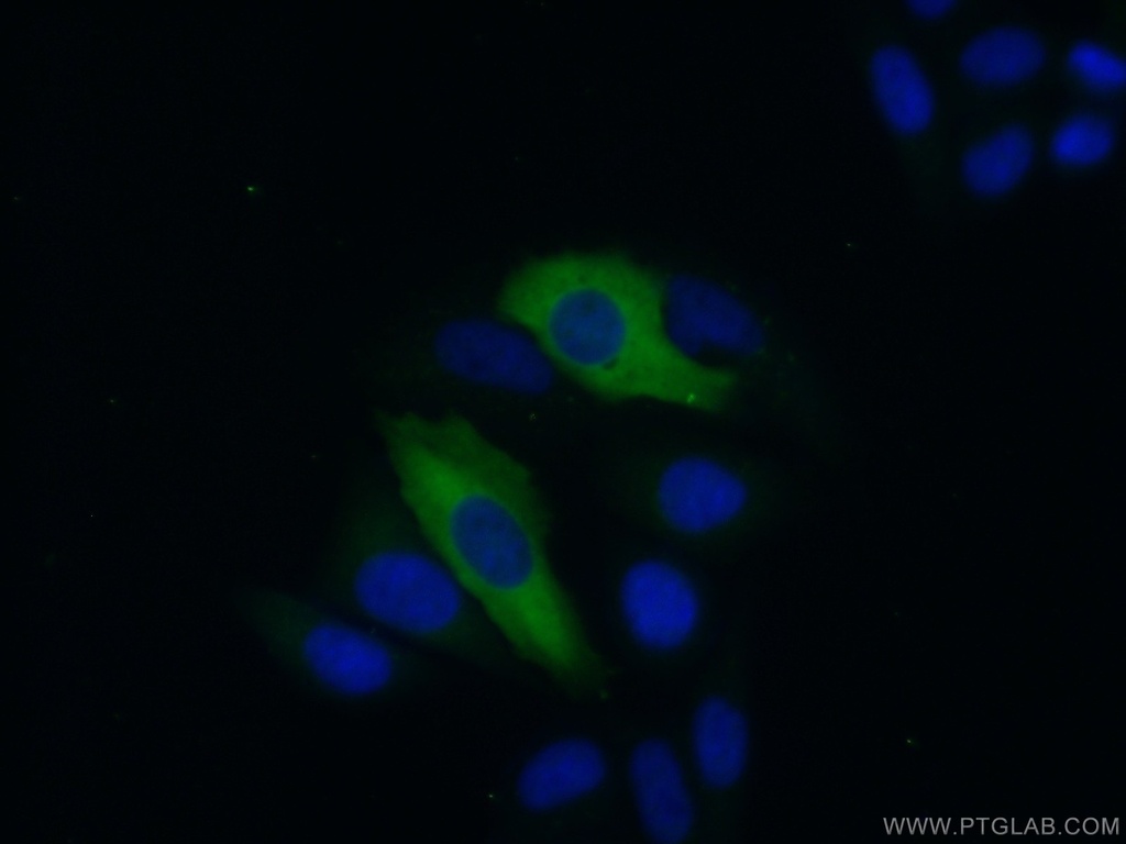 IFIT3 Polyclonal antibody