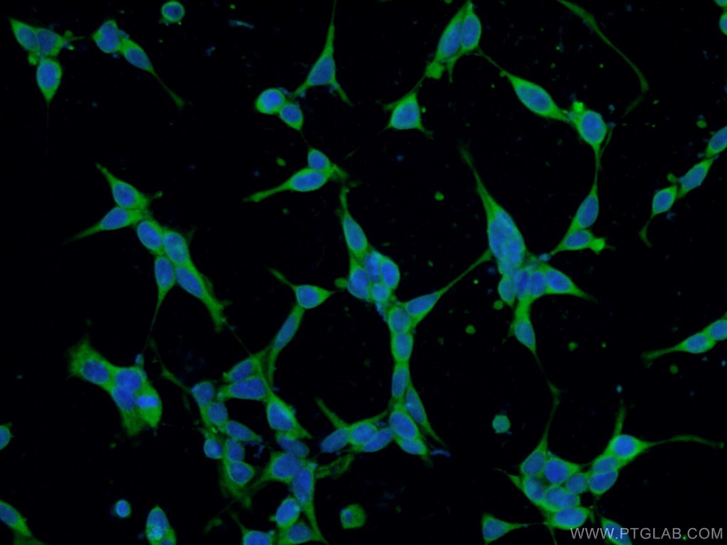 CRACR2A Polyclonal antibody