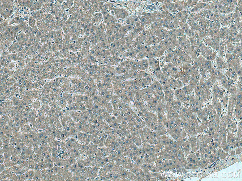 MRPS12 Polyclonal antibody