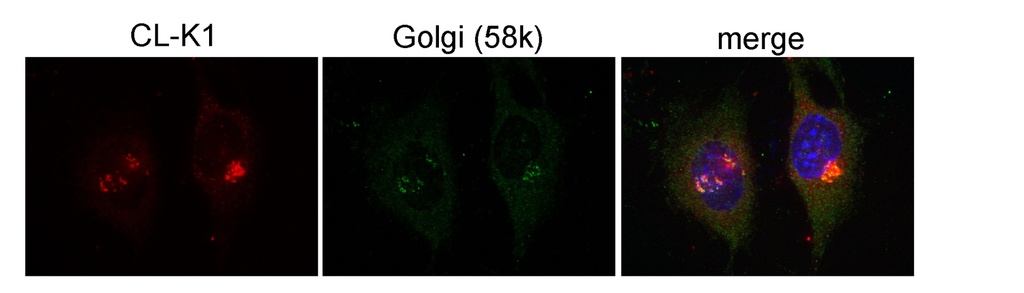 COLEC11 Polyclonal antibody