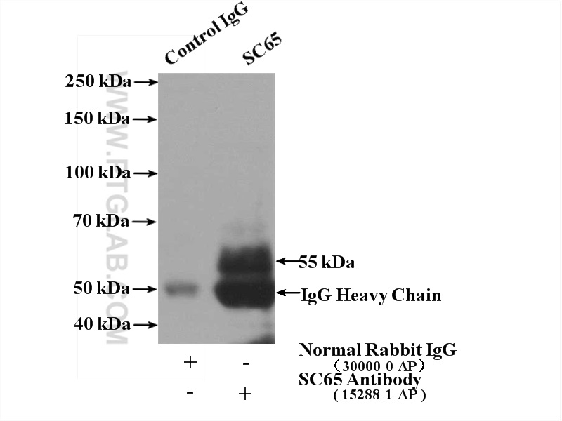 SC65 Polyclonal antibody