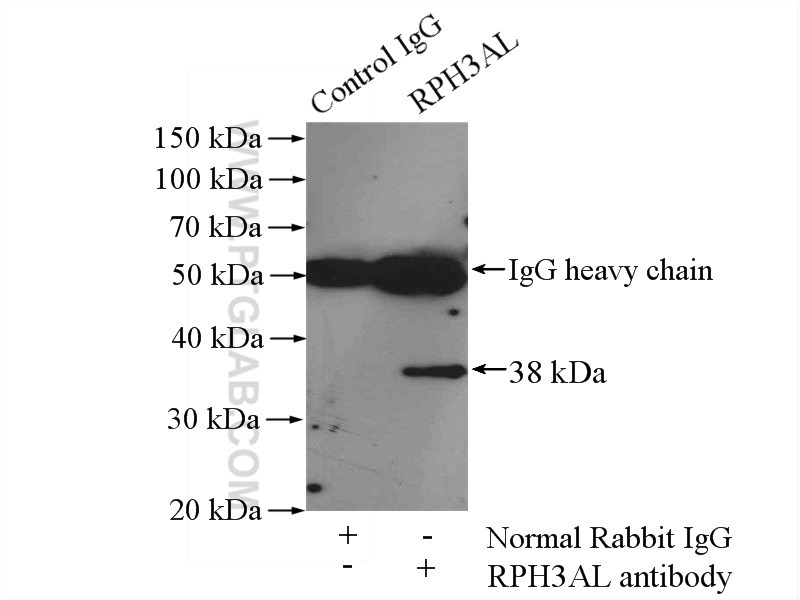 RPH3AL Polyclonal antibody