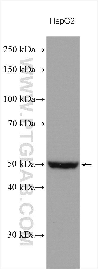 PI4K2A Polyclonal antibody