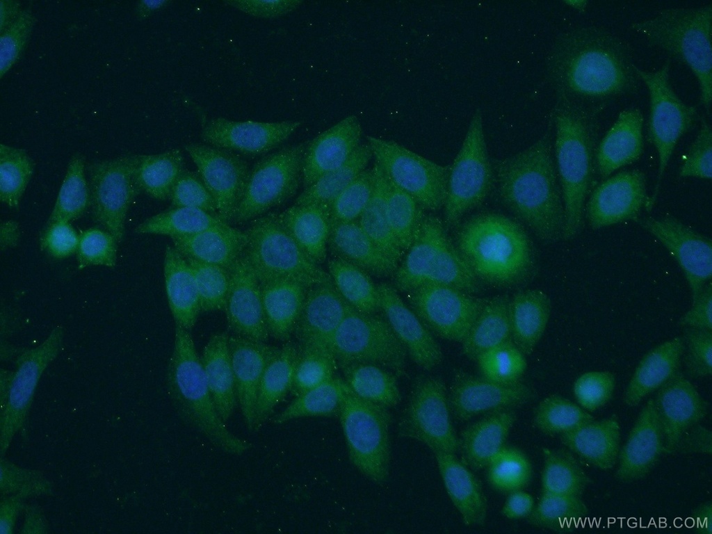 TNFAIP1 Polyclonal antibody