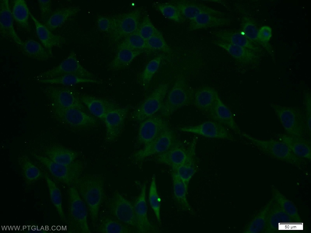 RCL1 Polyclonal antibody