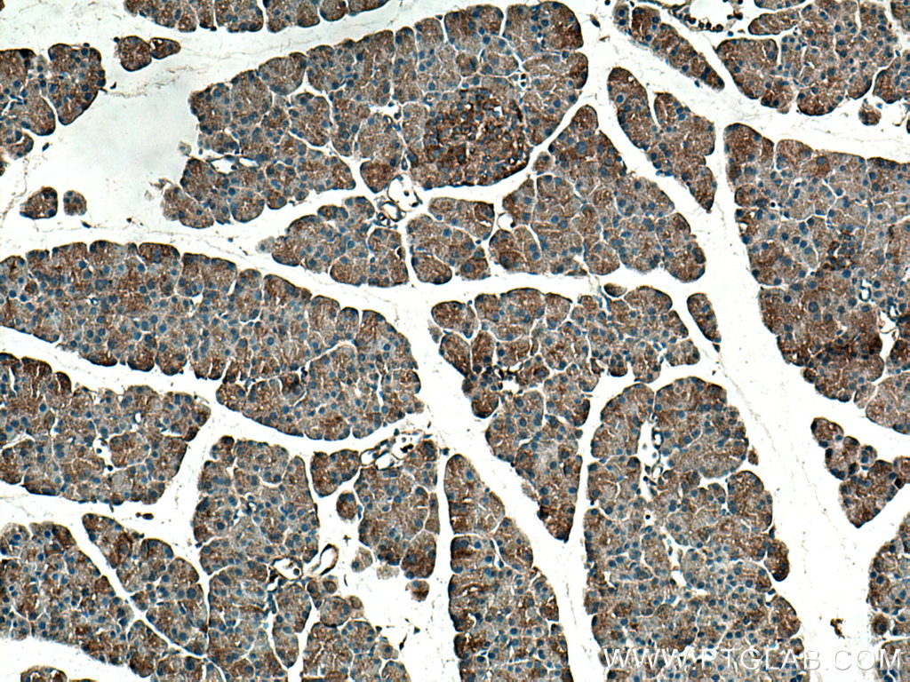 TRIAP1 Polyclonal antibody