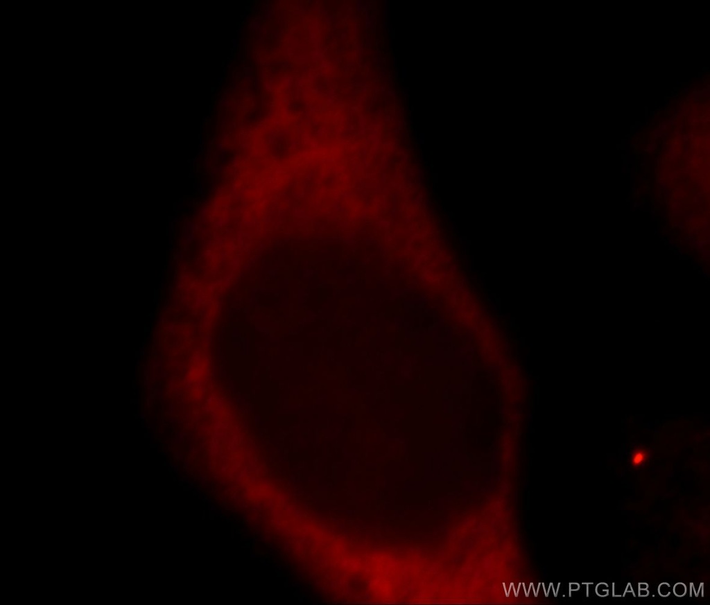 RPS27 Polyclonal antibody